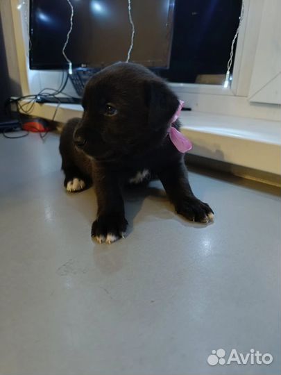 Щенки лабрадора