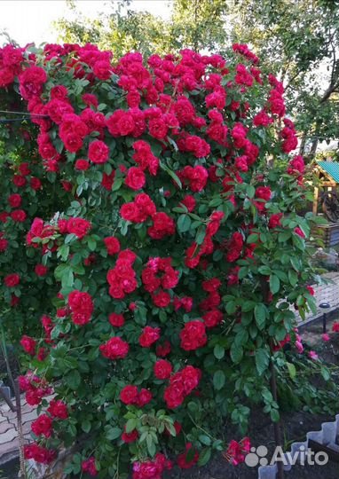 Плетистые розы