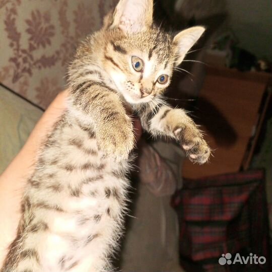 Котята-100