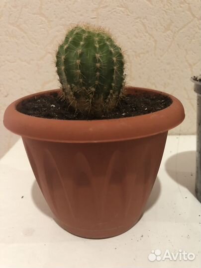 Кактус укоренившийся