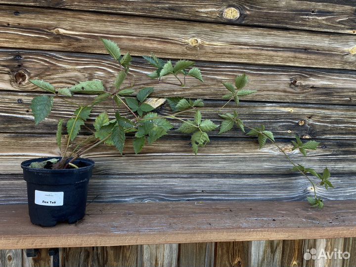 Саженцы ежевика натчез