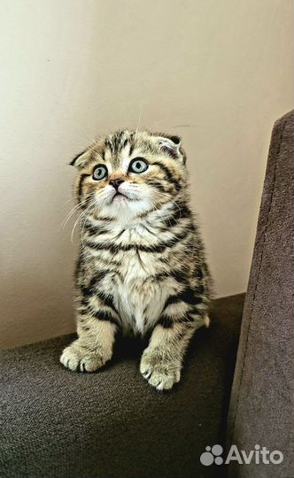 Шотландская