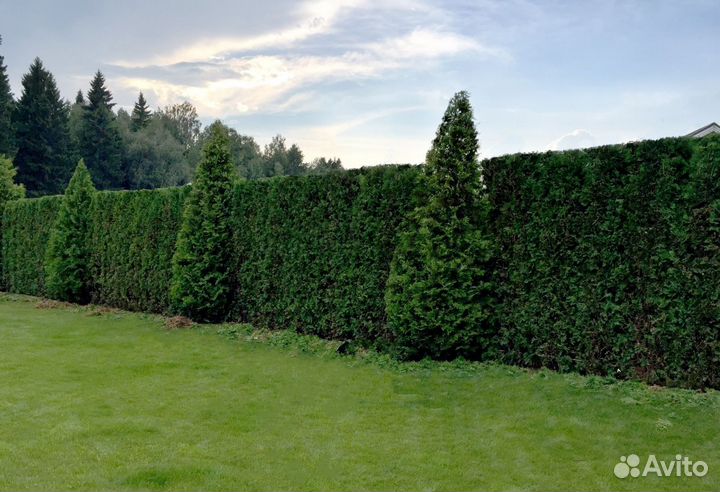 Туя Экстра качества Смарагд,Брабант,Колумна