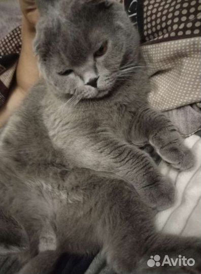 Британский вислоухий, кот бесплатно