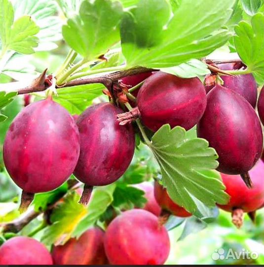 Саженцы крыжовника крупноплодного