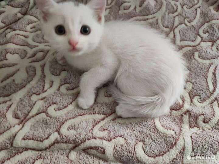 Отдам котенка