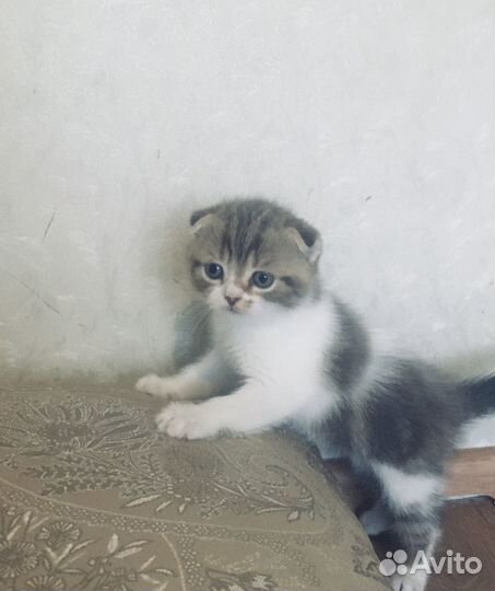 Продам шотландских котят