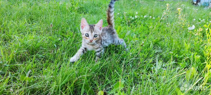 Бенгальские котята серебро и золото