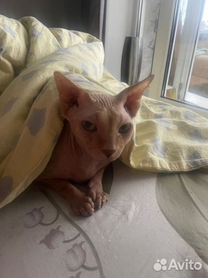 Донской сфинкс