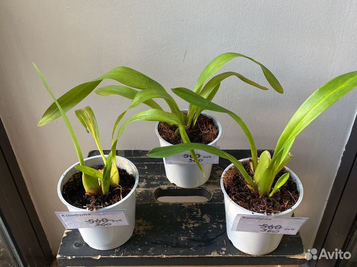 Орхидея Камбрия