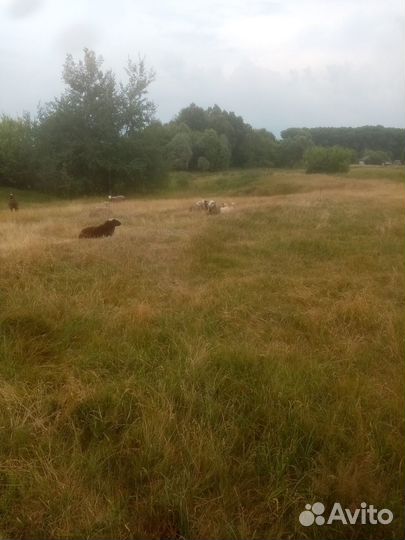 Продам ярок