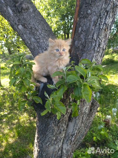 Кошки в добрые руки бесплатно