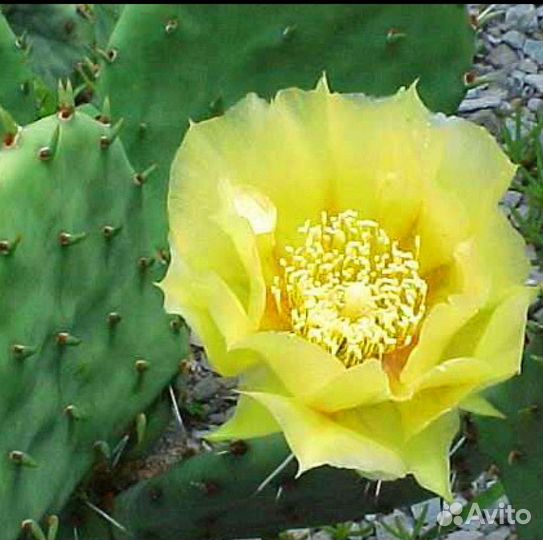 Кактус уличный морозостойкий с желтыми цветами