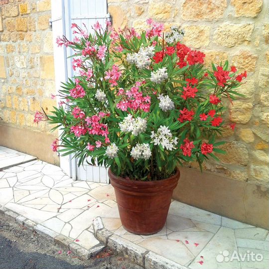 Олеандр, семена