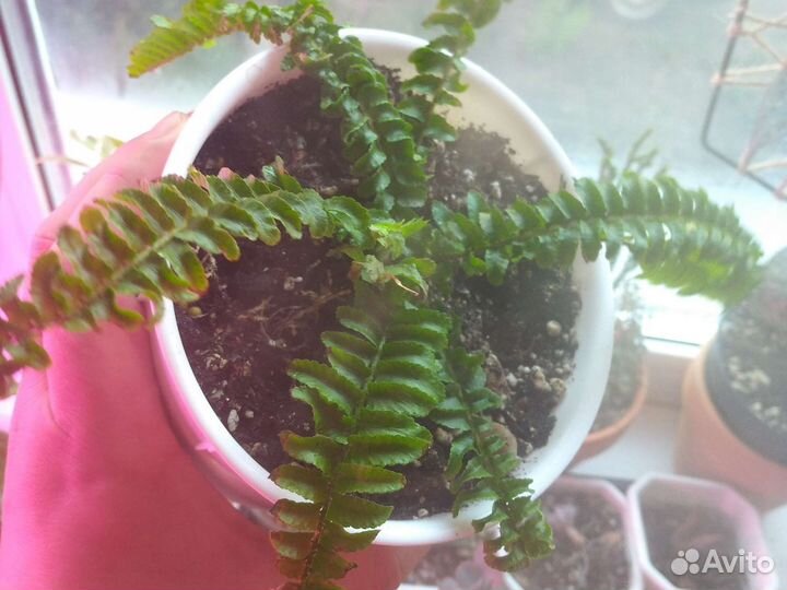 Папоротник нефролепис сортовые