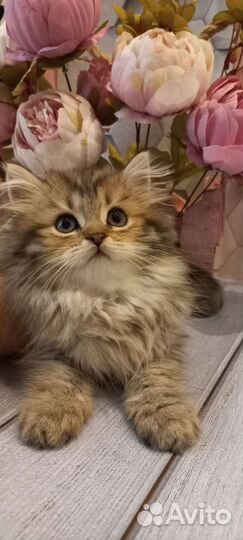 Британские котята хайленд