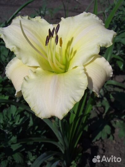 Предлагаю корневище Hemerocallis 