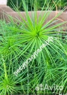 Материал посадочный сеянцы зкс сосна ель хвойные