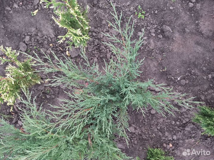 Декоративные кустарники