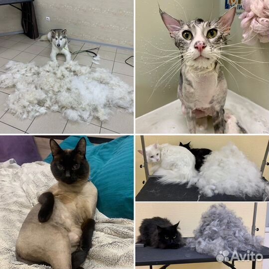 Груминг, стрижка собак и кошек