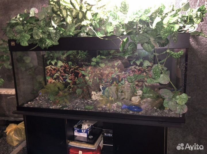 Аквариум Juwel 240 литров с тумбой
