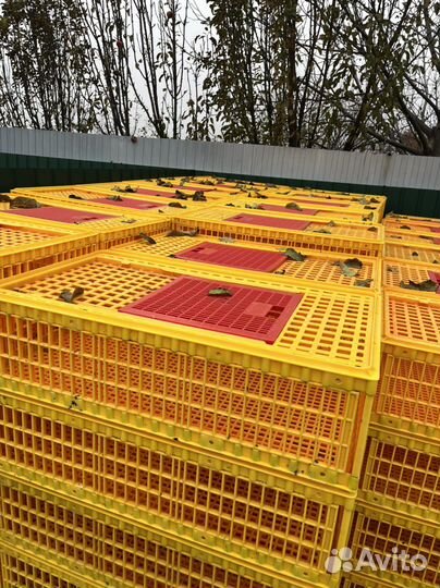 Ящики для перевозки птицы