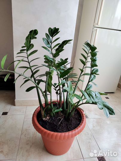 Замиокулькас