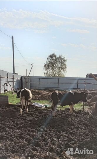 Бычки, корова с телёнком