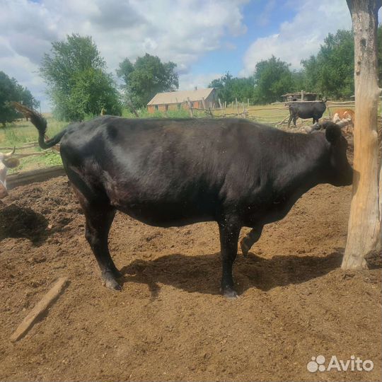 Продажа дойных коров, телки