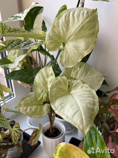 Сингониум Данг нувен