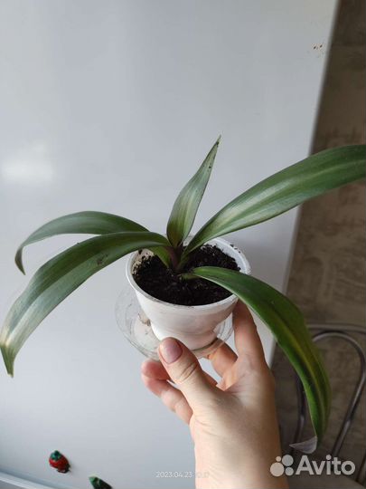 Комнатные растения