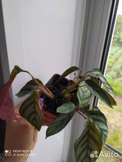 Комнатные цветы