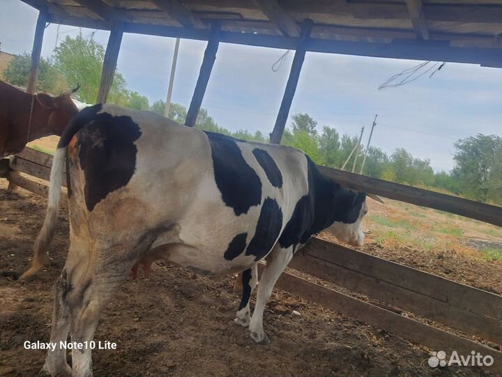 Корова стельная дойная