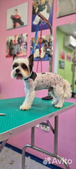 Груминг стрижка собак, экспресс-линька кошек