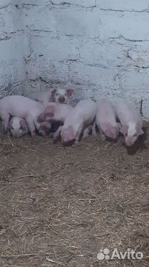 Поросенок ландрас