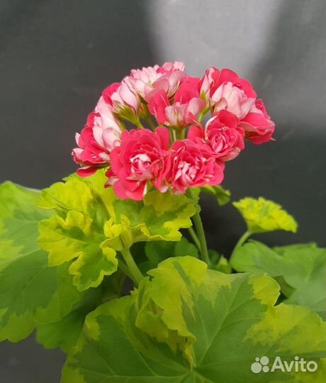 Пеларгония (герань), цветущая розами сортовая