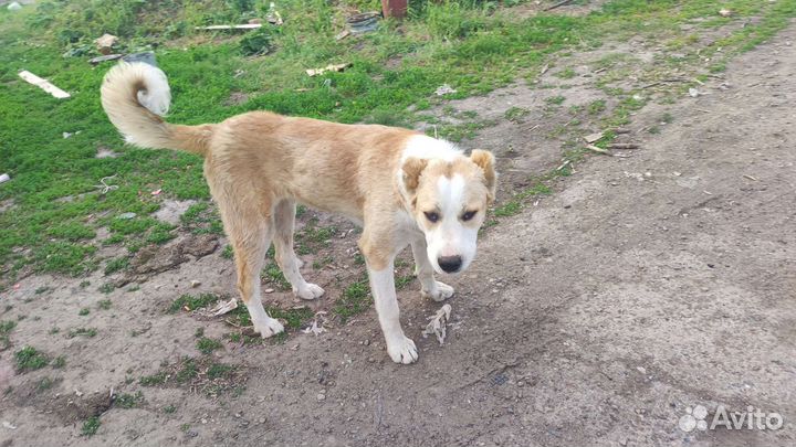 Среднеазиатская овчарка алабай щенки