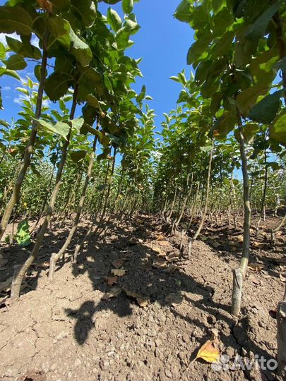 Саженцы яблони М-9