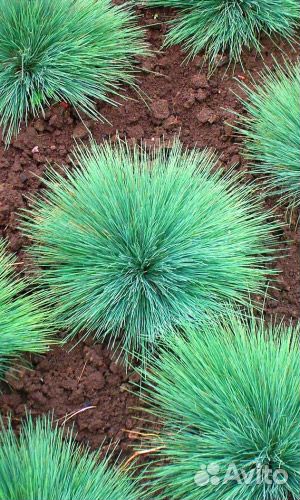 Семена Овсяница голубая кочка