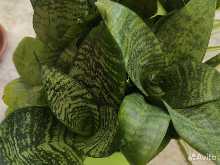 Сансевиерия