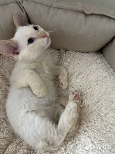 Котик