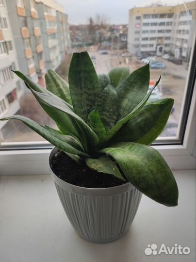 Сансевиерия Ханни