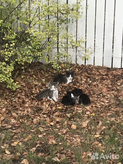 Котята в добрые руки бесплатно