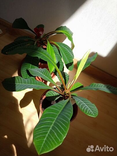 Комнатное растение Малочай