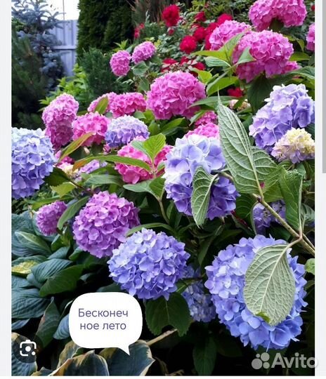 Гортензия саженцы