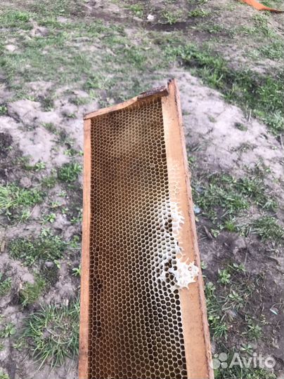 Пчелиная сушь