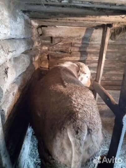 Быки герефорд на племя