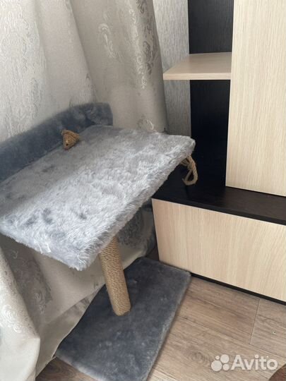 Котенок мальчик