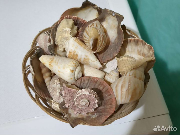 Морские ракушки раковины набор