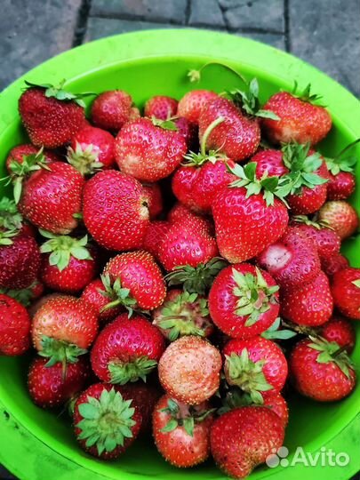 Рассада клубники